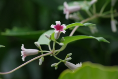 花散歩-サオトメバナと皆が呼んだらいいのに。。