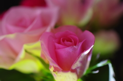 夜の薔薇スタジオ-6