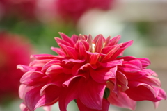 真夏のダリア-オータムシーズン