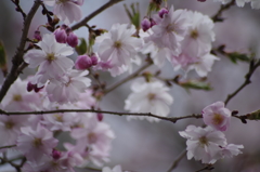 春の十月桜-1