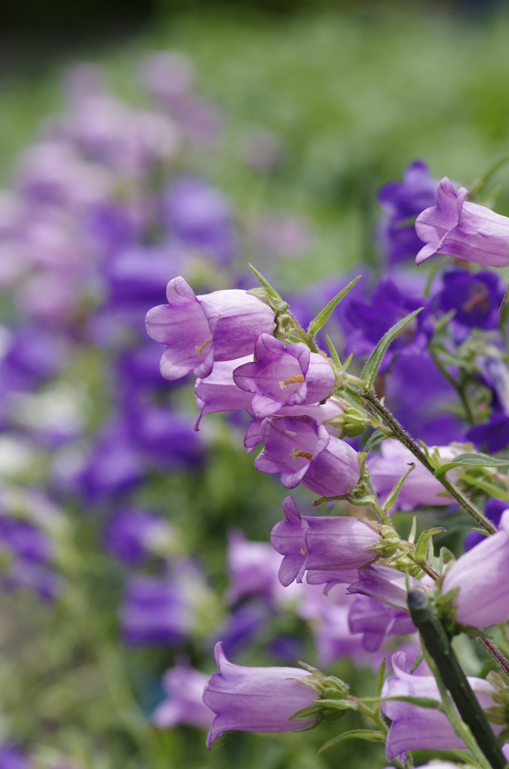 2018.6.14の花散歩‐カンパニュラ