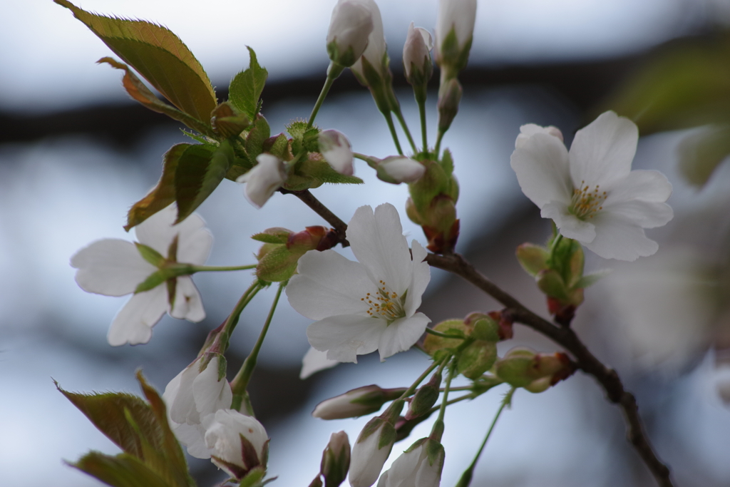 染井吉野に少し遅れて咲きました-大島桜