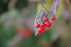 花散歩‐ヒヨドリジョウゴ