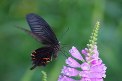 初秋の野草園₋花虎の尾とカラスアゲハ2