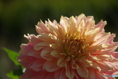 花びらを透かして-1