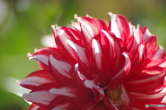 花びらを透かして-3