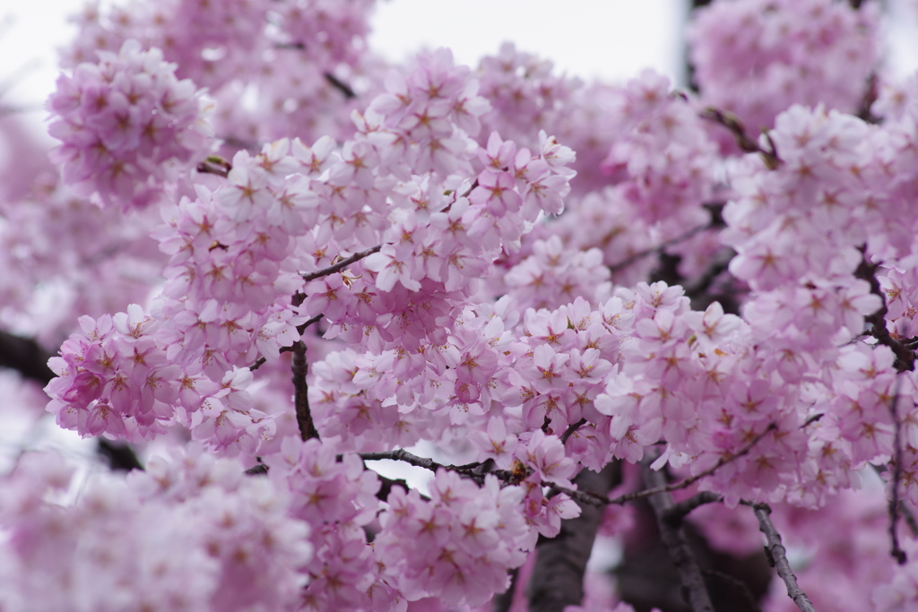 見上げてごらん桜がいっぱい