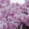 見上げてごらん桜がいっぱい