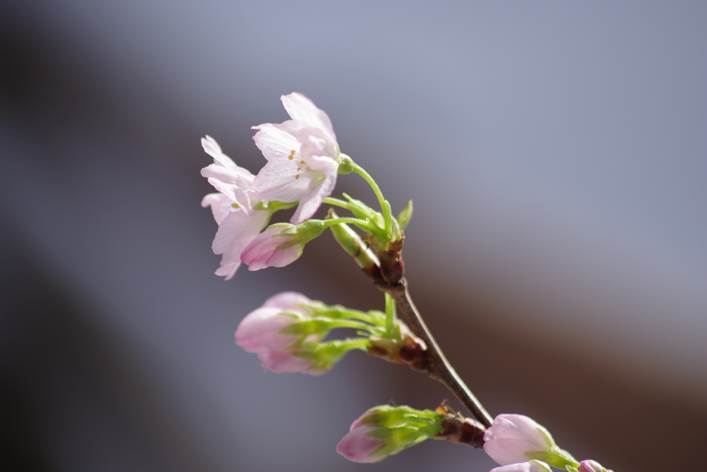 2019年の今頃-啓翁桜満開4