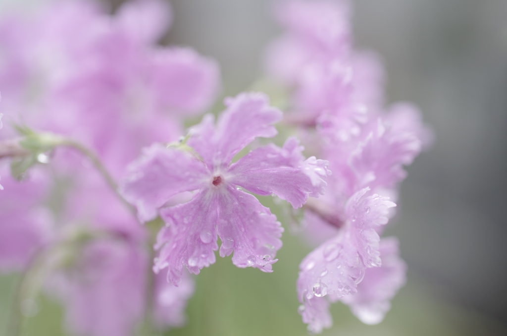 雨に濡れて・日本桜草3