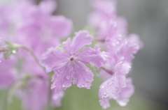 雨に濡れて・日本桜草3