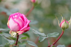 初冬のバラ‐ウエディング ベルズ