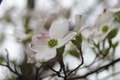 春の忘れ物‐花水木3