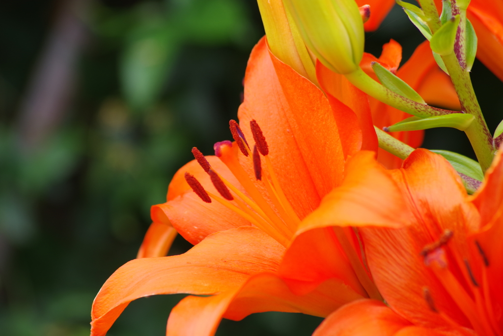 花散歩‐オレンジ色の百合