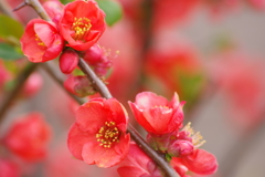 薬用植物園の春‐木瓜