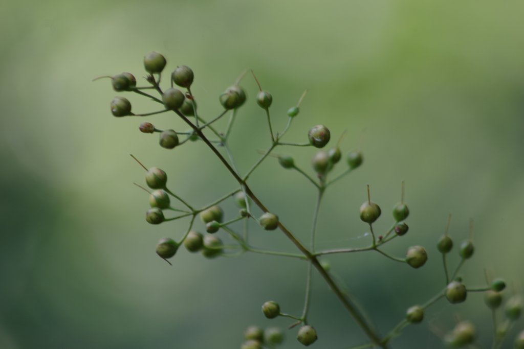 そよと秋風が-草連玉の玉