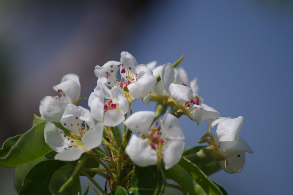 梨の花-5