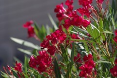 花散歩‐夾竹桃