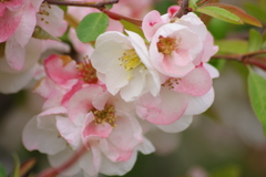 春を待つ心‐木瓜