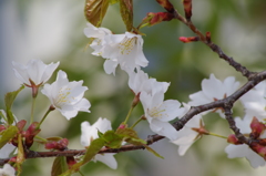 桜色・いろいろ17