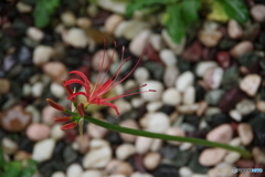 一茎の彼岸花