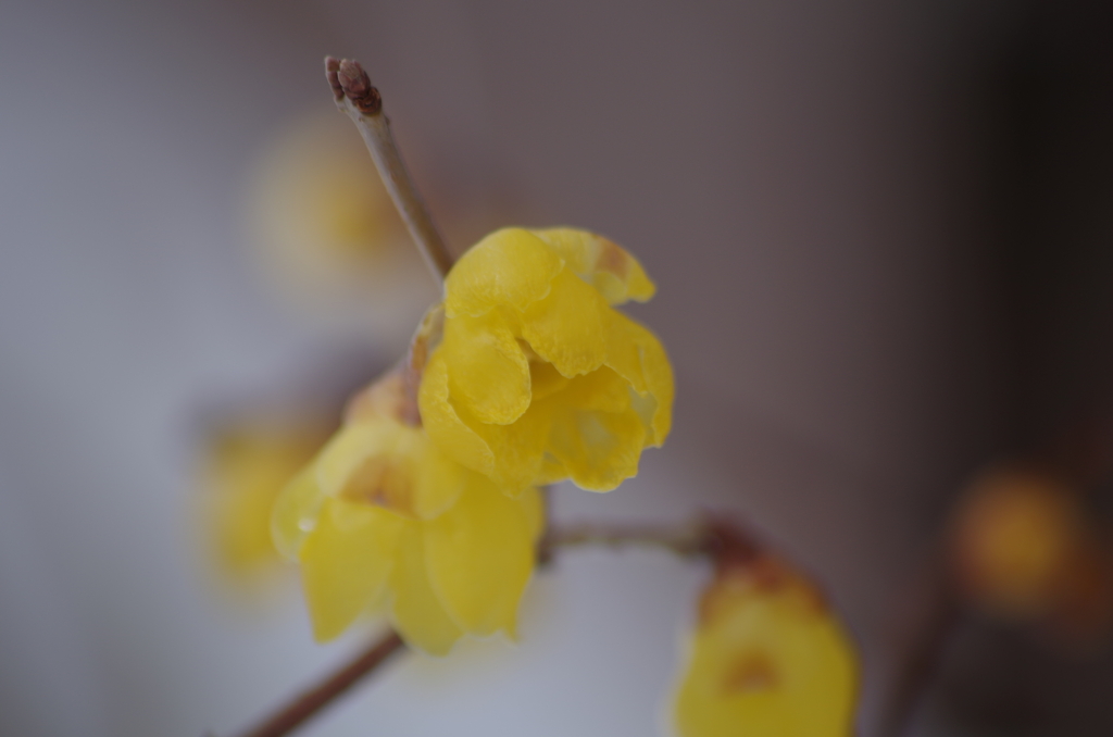 昼前には消えた雪‐蝋梅香る2
