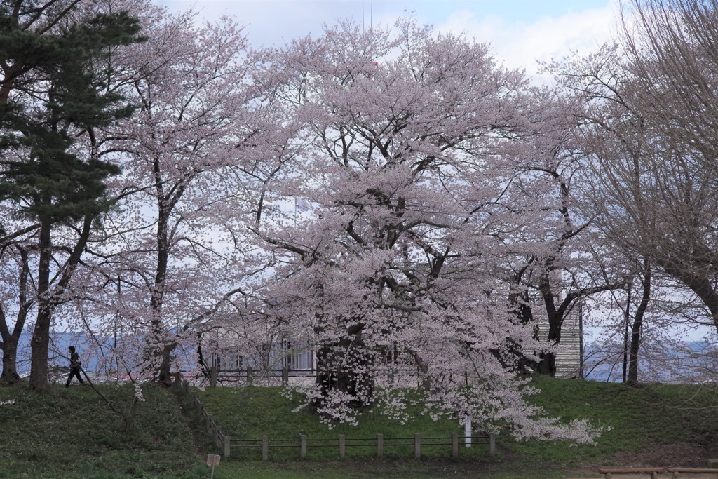 霞城の桜-1
