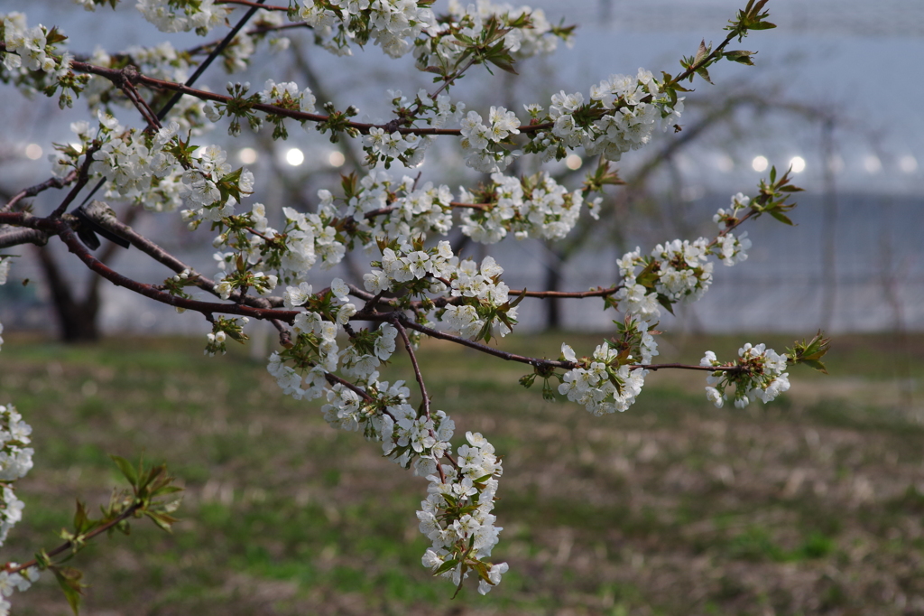 果樹の花-さくらんぼ3