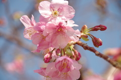 色濃い桜-8