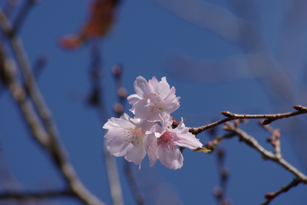 野草園の十月桜-2