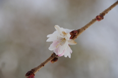 雪中十月桜-2