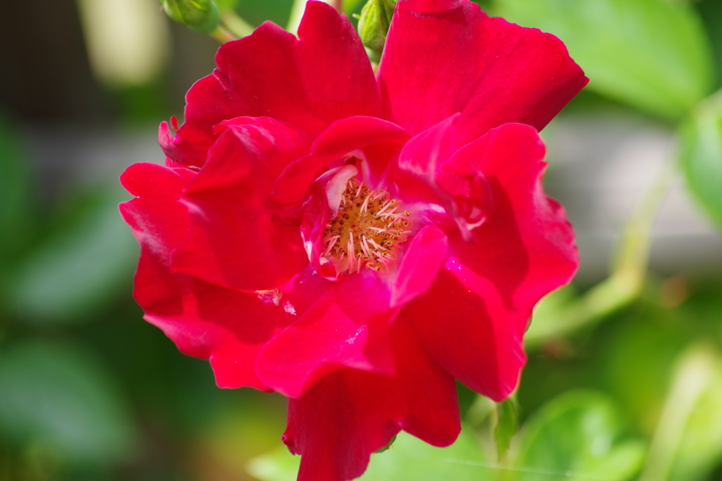 それでも薔薇は咲く‐クリムソン コンケスト