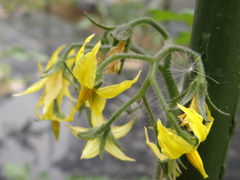 とまとの花