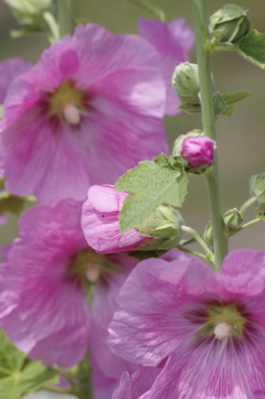 花散歩‐立葵２