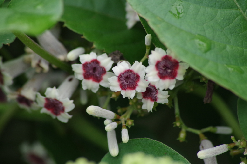 8/17 ヘクソカズラ