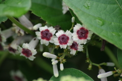 8/17 ヘクソカズラ