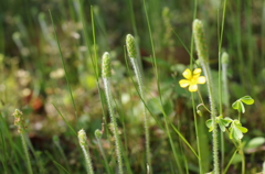 草むらのつんつん