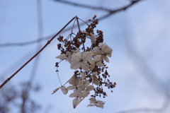 冬の彩り-糊空木の冬枯れ