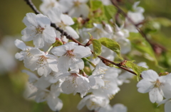 白花の山桜-1