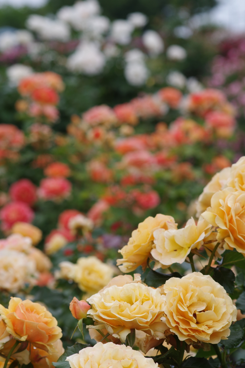 6/16 年の暮れに花園を