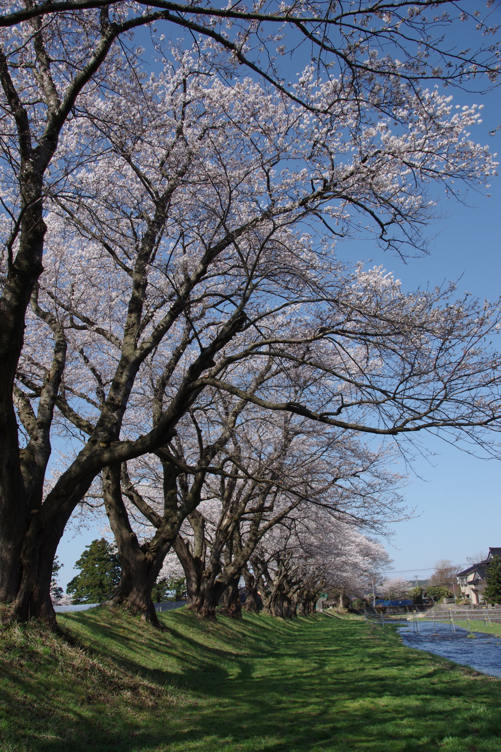 遊佐の桜-5