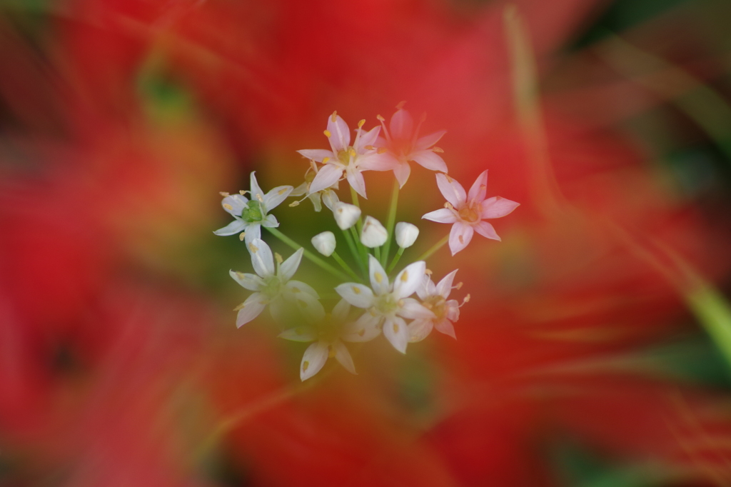 赤い花と白い花