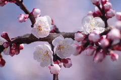 花散歩‐杏