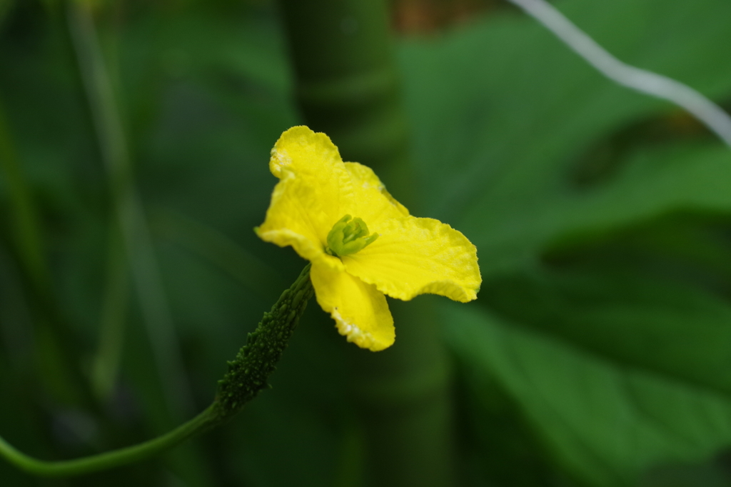 黄花の野菜-ゴーヤ