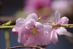 花散歩-源平桃の桃色