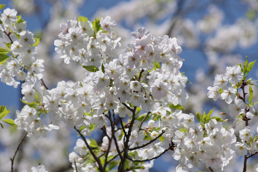 花散歩-白い桜