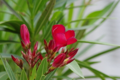 六月の花散歩-夾竹桃