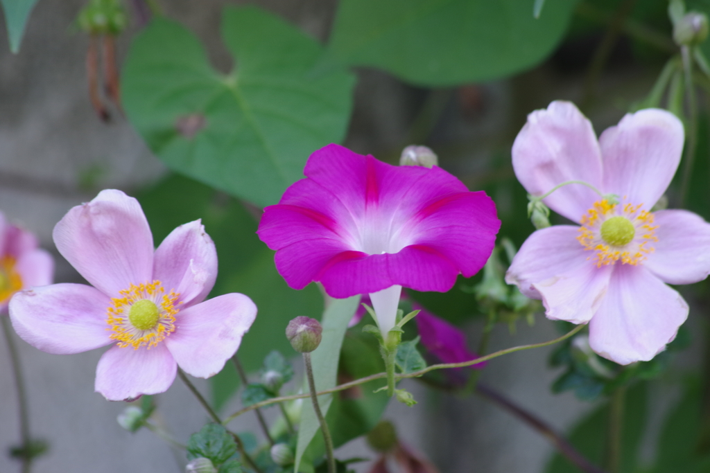 家の周りで‐両手に華