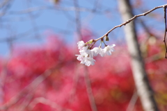秋の陽の中に十月桜咲く-1
