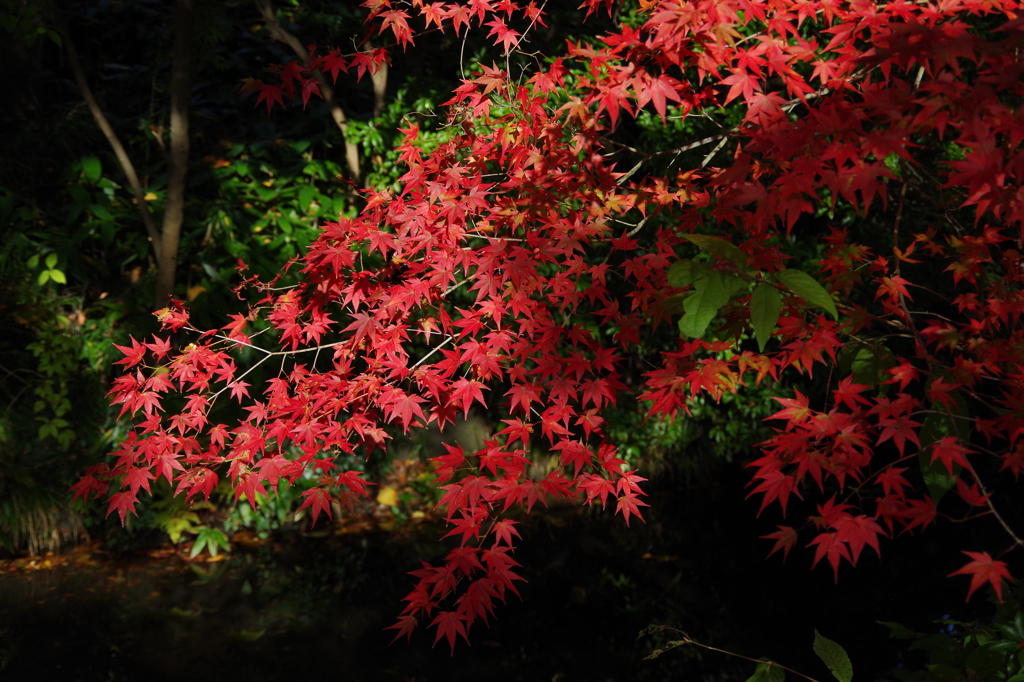 流れの上のモミジも紅く